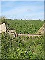 Cattle trough in the hedge near Downs Barn Farm