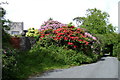 Ashcombe Tower and rhododendrons