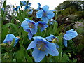 Himalayan Blue Poppy (Meconopsis betonicifolia) - Jura House Gardens