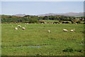 SD0797 : Sheep near Saltcoats by N Chadwick