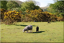 NY1808 : Sheep & Black lamb grazing near Wasdale Head by N Chadwick
