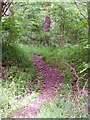 Footpath near Lickfold