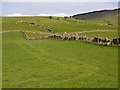 Pattern of stone walls near Killyleoch