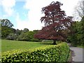 Copper beech at Drumpark