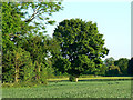 Tree and hedge, east of Eastcourt