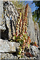 Flowering Navelwort - Llantwit Major