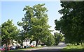 Lime tree, Poolbrook Common, Malvern