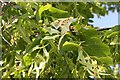 Lime nail galls on lime tree, Poolbrook, Malvern