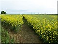 Footpath near Froxfield Green