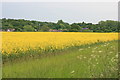 Oilseed rape near Bentley