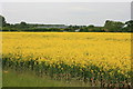 Yellow field near Bentley