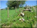 Recovering Hedgerow with wild flowers, Cefngeudrum