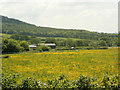 2009 : Buttercup meadow