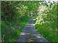 Lane near Ffynnon-ddu, Eglwyswrw