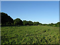 Reclaimed Field, Clapham Common