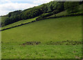 Woodland near Penbwlch isaf.