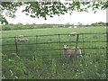 Sheep at North Mymms