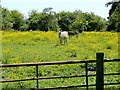 Donkeys in buttercups