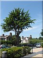 An interesting tree in the public car park of the National Archives, Kew