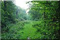 Path Through Weeley Hall Wood