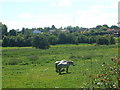 Two horses in a field