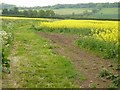 Path to road near Bunny