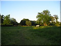 Meadow near Hasketon