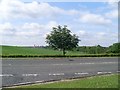 NS6270 : Lonely tree by Wester Cleddens Road by Stephen Sweeney