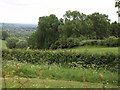 Edge of woodland below Woolridge