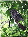 Little Owl (Athene noctua), Terwick Common