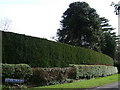 Garden boundary hedges, Myton Crescent