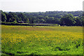 Meadow at Nursements Farm