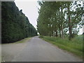 Tree lined road at Middle Farm