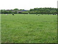 Thelwall - Cows Next To The M6