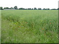 Meadow Near Reddish Farm