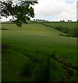 Hillside above Dolau Uchaf Rhydcymerau