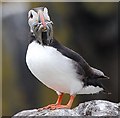 NT6598 : Puffin (Fratercula arctica) by Paul McIlroy