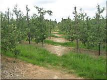 TQ7140 : Footpath in Plum Orchard by David Anstiss