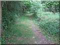 TQ7539 : Footpath through Old Park Wood by David Anstiss