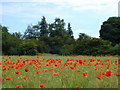 Scrubland near Martlesham