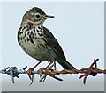 Meadow Pipit (Anthus pratensis)