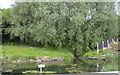 Pond next to Swinnel Brook