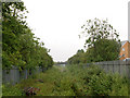 Overgrown railway, Lawford Road