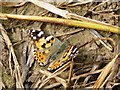 Butterfly on Path to Dry Pot Lane