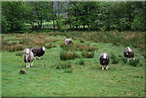 NY1808 : Sheep, Wasdale by N Chadwick
