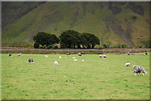 NY1808 : Sheep grazing in upper Wasdale by N Chadwick