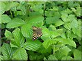 Speckled wood