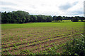 Crop Fields off Spring Lane