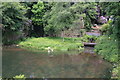 Worsley Delph with nesting swans