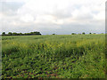 A crop of oilseed rape